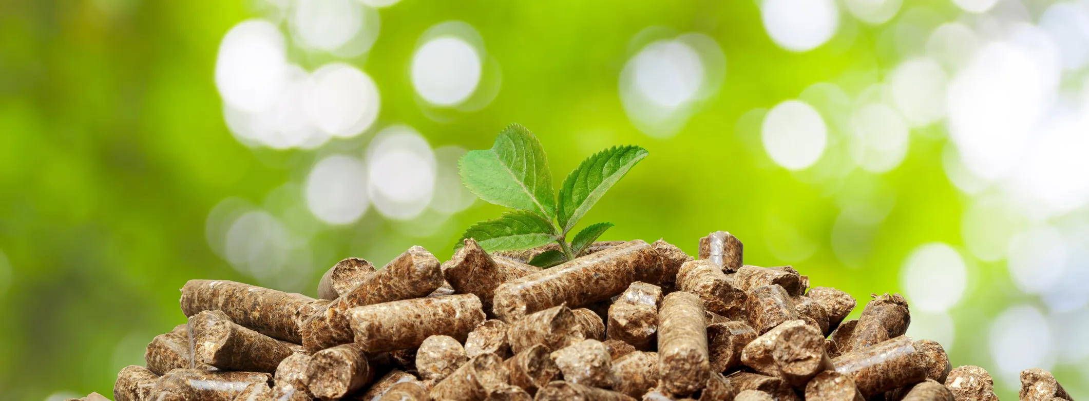 Biomasa pochodząca ze zrównoważonych źródeł